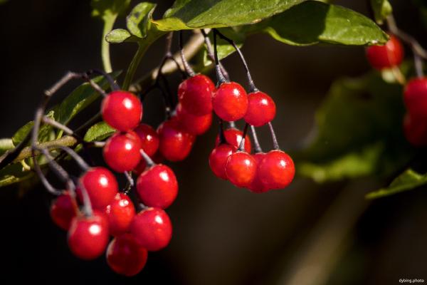 Red berries - Bergen