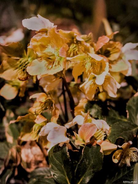 Yellow in fall - Bergen