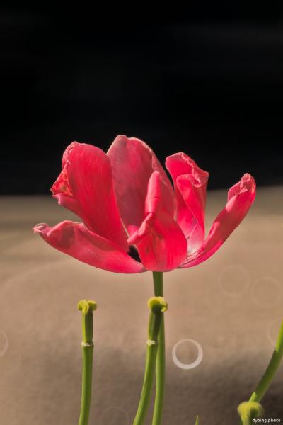 Tulip - Bergen