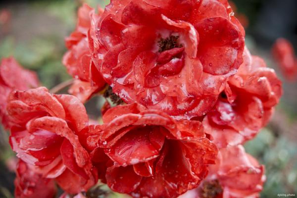 Wet Red Roses