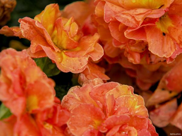 Orange flowers - Bergen