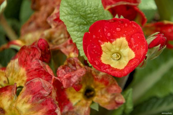 Wet flowers in a pot - Bergen