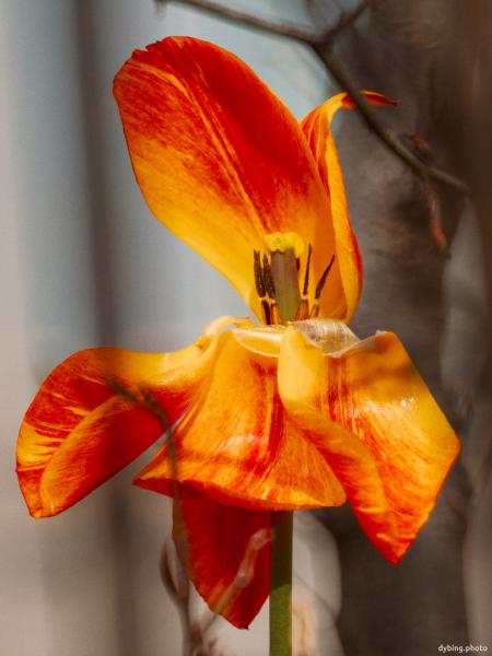 Tulip in decay - Bergen