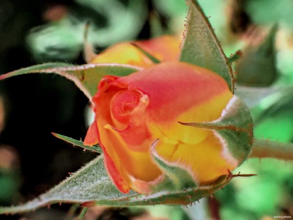 Flower macro - Bergen