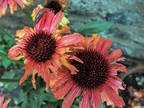 Sunflowers and slug - Bergen